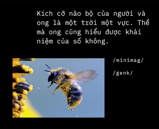 Số 0 - phát minh vĩ đại của nhân loại, đến não bộ con người cũng không hiểu hết - Ảnh 13.