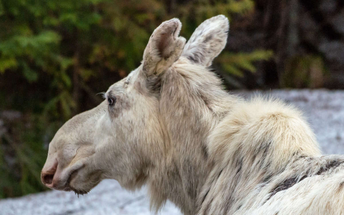 Cái chết của nai sừng tấm trắng ở Canada khiến cho cư dân bản địa cảm thấy phẫn nộ, buồn bã và tìm kiếm những kẻ đã ra tay