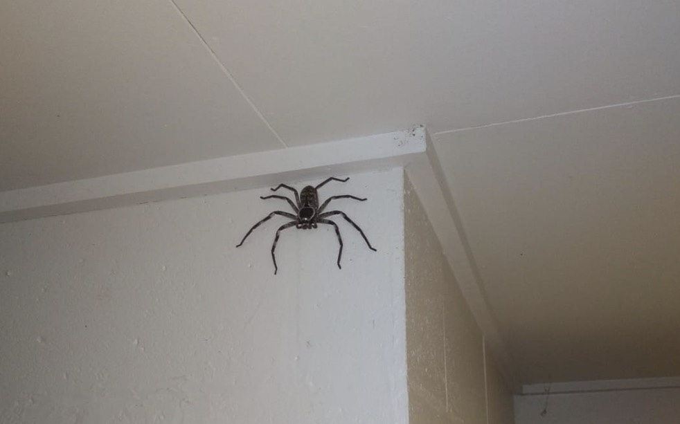 Anh chàng người Úc cho nhện khổng lồ to bằng khuôn mặt sống chung như thú nuôi, nhưng có lý do