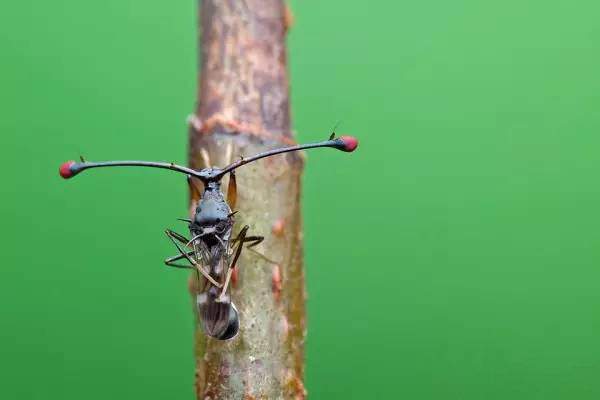 Ruồi cuống mắt: Loài vật sở hữu đôi mắt lồi bất thường nhất trong tự nhiên - Ảnh 2.