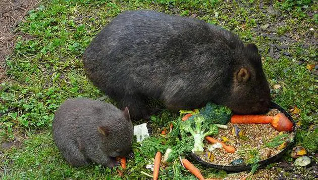 Những sự thật về loài Wombat mà không phải ai cũng biết - Ảnh 4.