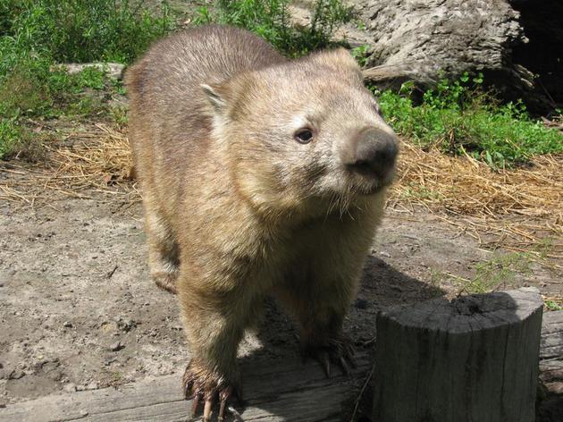 Những sự thật về loài Wombat mà không phải ai cũng biết - Ảnh 1.