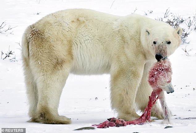Gấu Bắc cực đang bị buộc phải ăn thịt đồng loại, do biến đổi khí hậu và con người  - Ảnh 1.