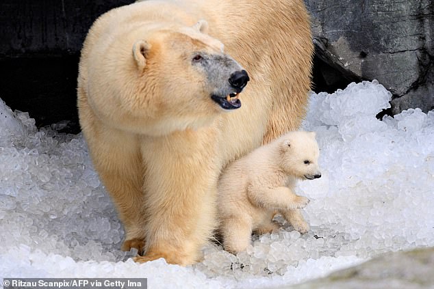 Gấu Bắc cực đang bị buộc phải ăn thịt đồng loại, do biến đổi khí hậu và con người  - Ảnh 2.