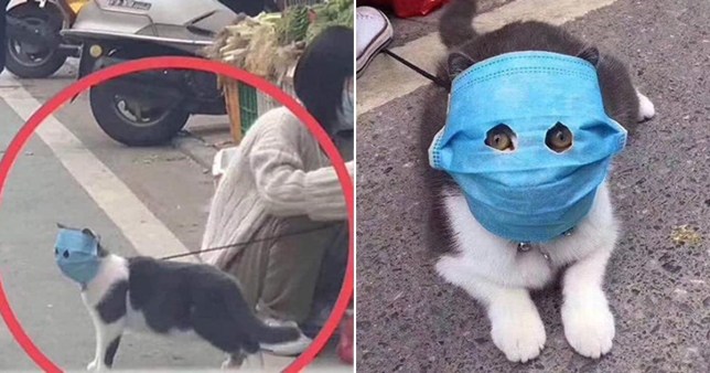 Chuyên gia khẳng định thú cưng không thể nhiễm Covid-19, vậy lý do một chú chó ở Hồng Kông dương tính với virus là gì? - Ảnh 3.