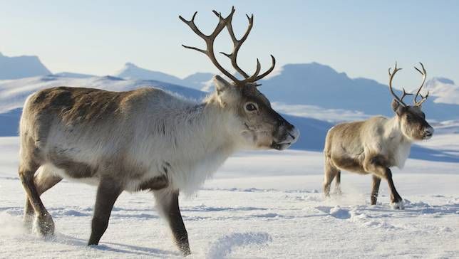 Nghiên cứu mới: Cứ thả động vật ăn cỏ chạy quanh Bắc Cực, ta sẽ cứu được băng vĩnh cửu và hạn chế biến đổi khí hậu - Ảnh 1.