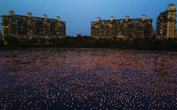 Tận dụng lúc con người vắng mặt, hàng chục vạn con hồng hạc đã &quot;phủ hồng&quot; mặt nước Mumbai
