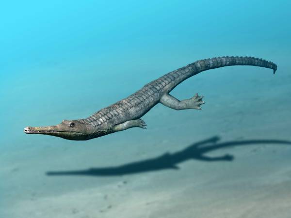 Cá sấu tiền sử dưới đại dương chỉ cần một cú đớp cũng có thể làm thủng bụng ngư long - Ảnh 10.