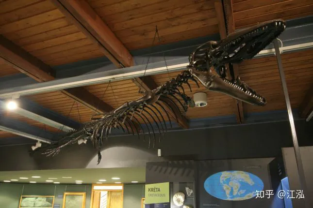 Pannoniasaurus: Quái vật dài 6 mét ở vùng nước ngọt của Hungary - Ảnh 7.