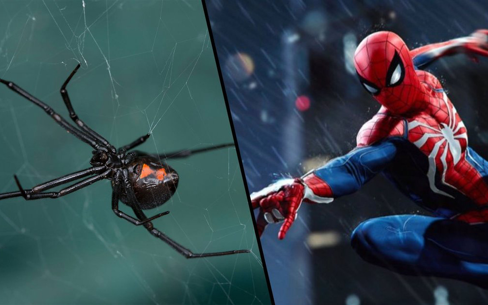 3 cậu bé để cho nhện góa phụ đen cắn, vì nghĩ rằng sẽ trở thành Spider Man