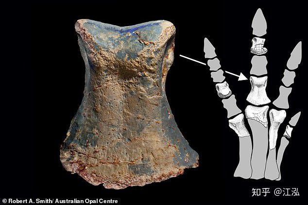 Úc phát hiện ra hóa thạch khủng long biến thành đá quý - Ảnh 10.