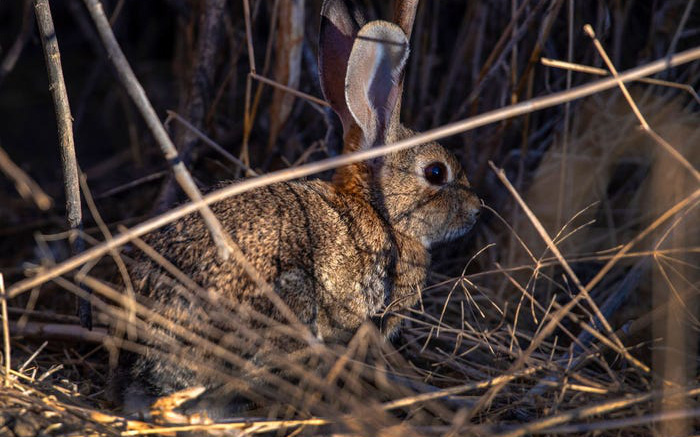 Virus được mệnh danh là &quot;bunny Ebola&quot; lây lan mạnh, giết chết hàng ngàn con thỏ ở Mỹ