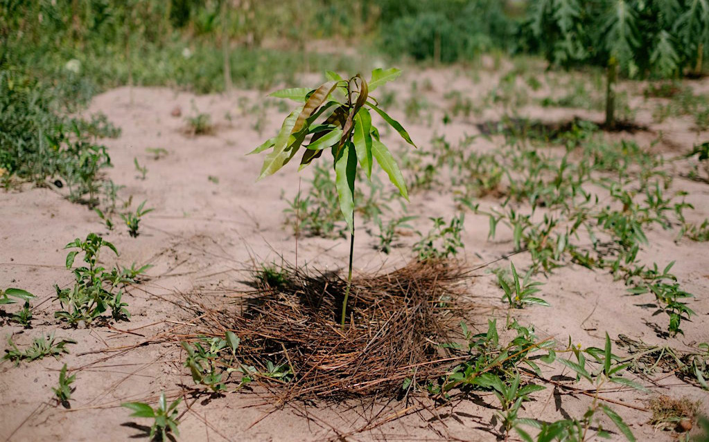 Ecosia - công cụ tìm kiếm &quot;phủ xanh Trái Đất&quot; vừa trồng thành công cây thứ 100 triệu