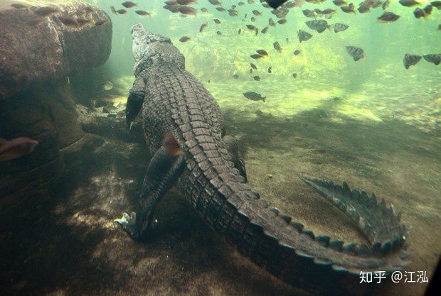 Machimosaurus rex: Loài cá sấu nước mặn to lớn nhất từng được con người phát hiện - Ảnh 9.