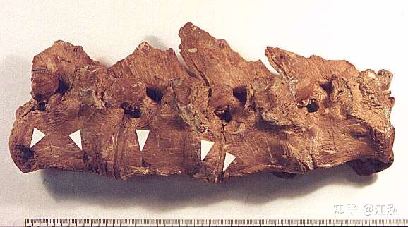 Cretoxyrhina: Loài cá mập thời tiền sử còn đáng sợ hơn cả Megalodon - Ảnh 10.