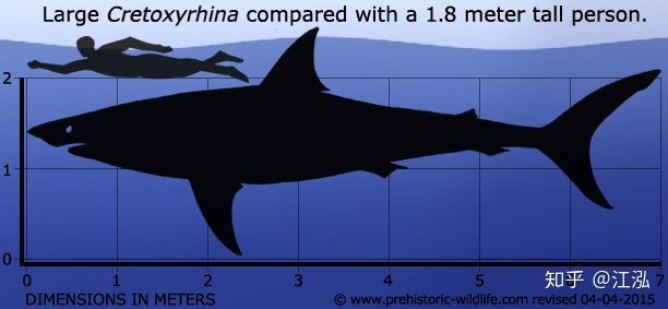 Cretoxyrhina: Loài cá mập thời tiền sử còn đáng sợ hơn cả Megalodon - Ảnh 3.