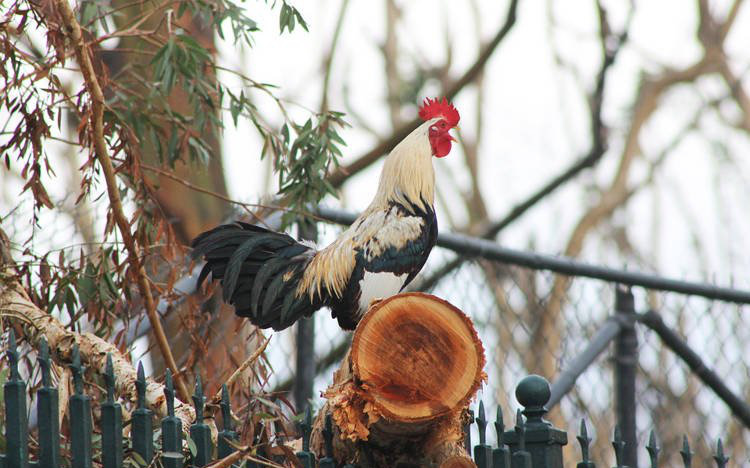 Chỉ vì tiếng gà gáy mà người đàn ông này mất oan gần 5 triệu VNĐ