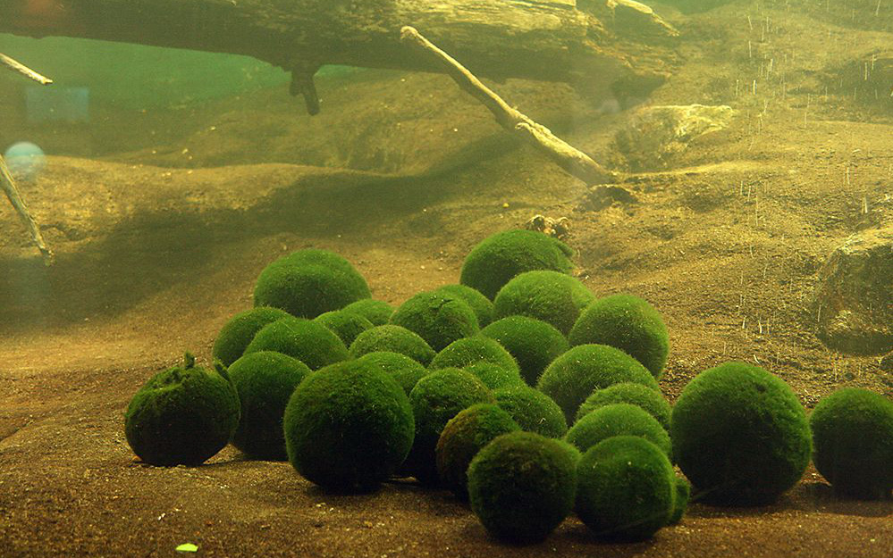 Marimo: Loài tảo cầu cực kì &quot;đáng yêu&quot; đang dần trở thành trào lưu chăm sóc như thú cưng tại Nhật Bản