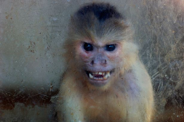 Nghiên cứu mới cho thấy loài khỉ cũng có cảm giác bất công giống như con người - Ảnh 4.