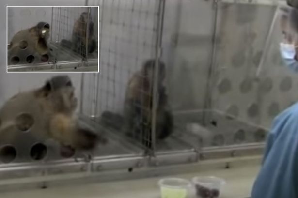 Nghiên cứu mới cho thấy loài khỉ cũng có cảm giác bất công giống như con người - Ảnh 3.