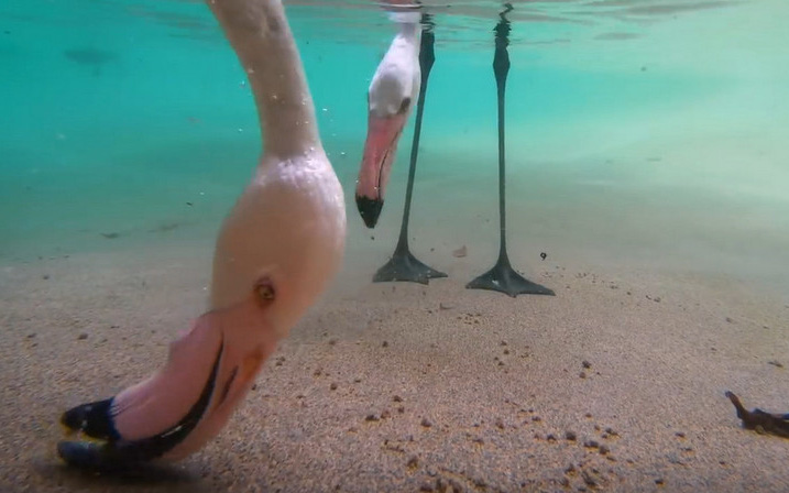 Thú vị cách chim hồng hạc kiếm ăn dưới nước được hé lộ thông qua camera giấu kín dưới nước