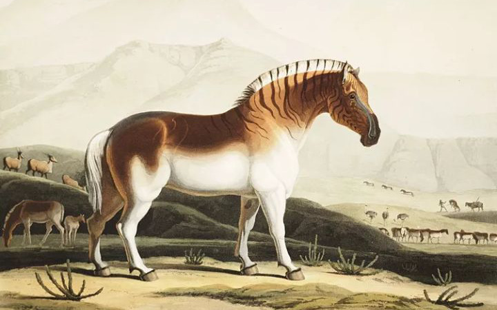 Đã tuyệt chủng một thế kỷ, liệu loài ngựa vằn &quot;tàn lụi&quot; này có thể thực sự sống lại?