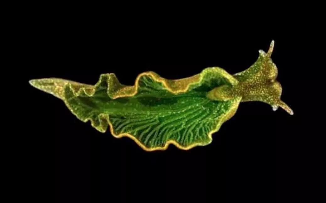 Nếu như bạn vẫn không biết tẹo nữa ăn gì thì đây là loài động vật chỉ cần phơi người ra nắng cũng có thể no căng bụng