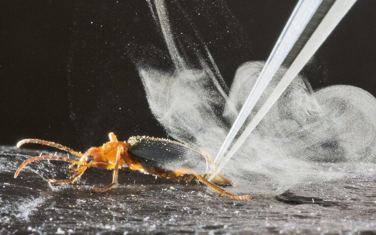 Carabidae: Loài bọ tí hon có thể thả ra những quả bom nhiệt lên tới gần 100 độ C