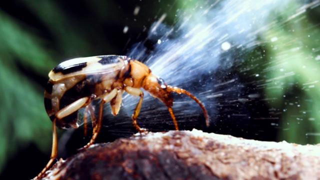 Carabidae: Loài bọ tí hon có thể thả ra những quả bom nhiệt lên tới gần 100 độ C - Ảnh 2.