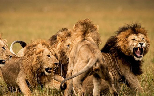 Trong liên minh sư tử, có phải mọi con đực đều có quyền giao phối không?