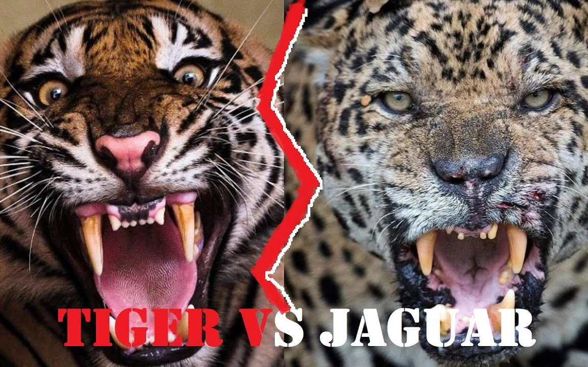 Báo đốm, loài báo to lớn nhất và hổ Sumatra, loài hổ nhỏ bé nhất, loài nào mạnh hơn?