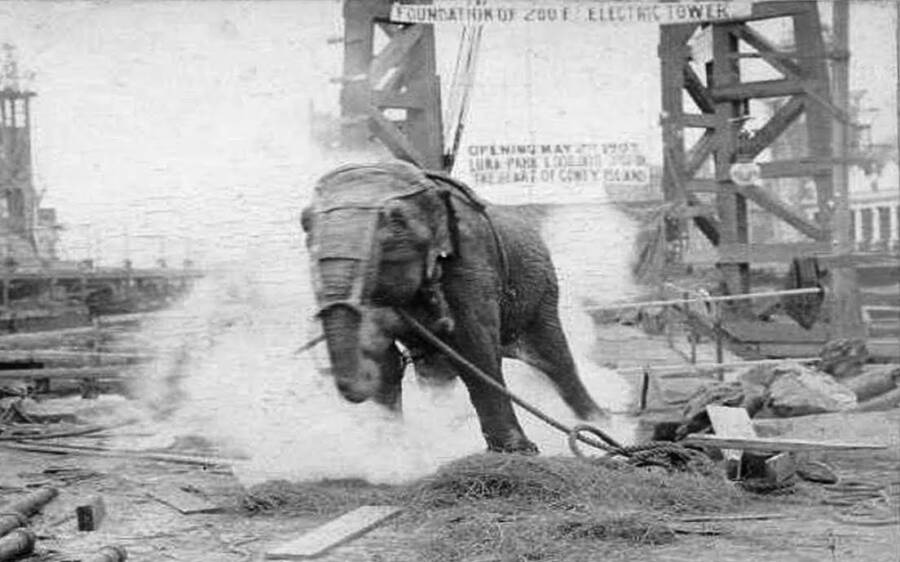 Câu chuyện đau lòng về chú voi Topsy và cuộc hành quyết công khai để thử sức mạnh của điện