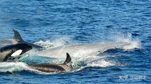Quyền thống trị biển cả của cá voi sát thủ đang dần bị cá voi hoa tiêu thay thế? - Ảnh 7.