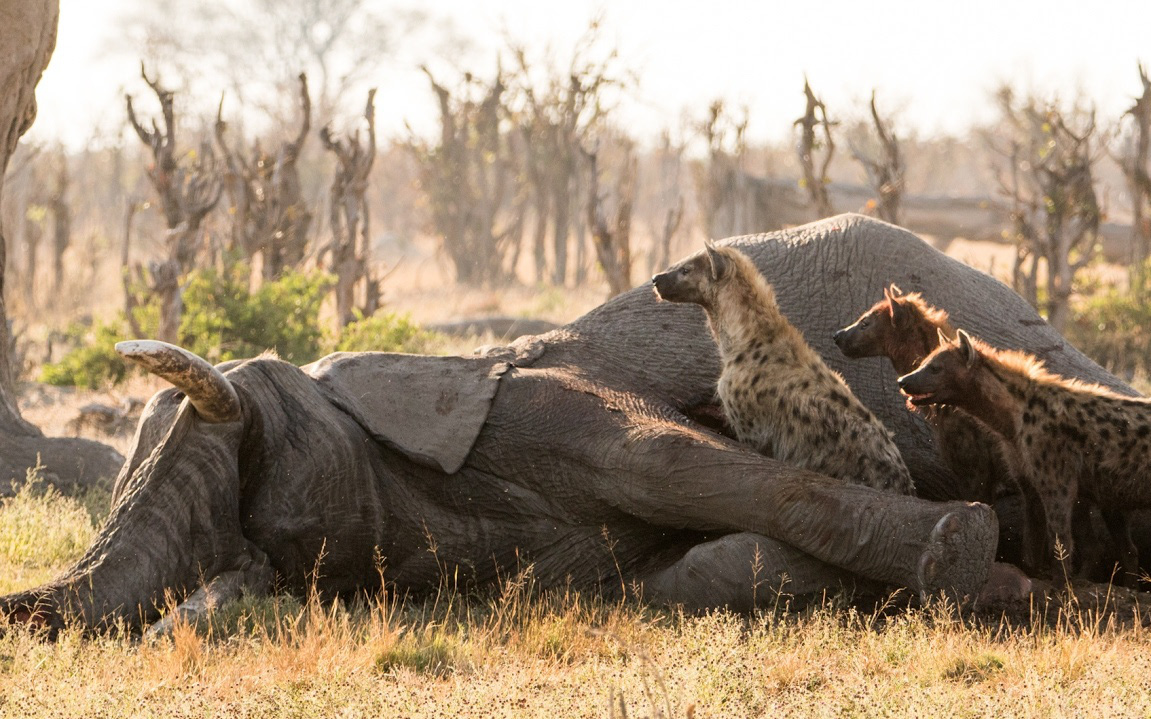 Thực tế đã chứng minh, sư tử và linh cẩu đốm hoàn toàn có thể biến voi thành con mồi, đặc biệt là vào mùa khô