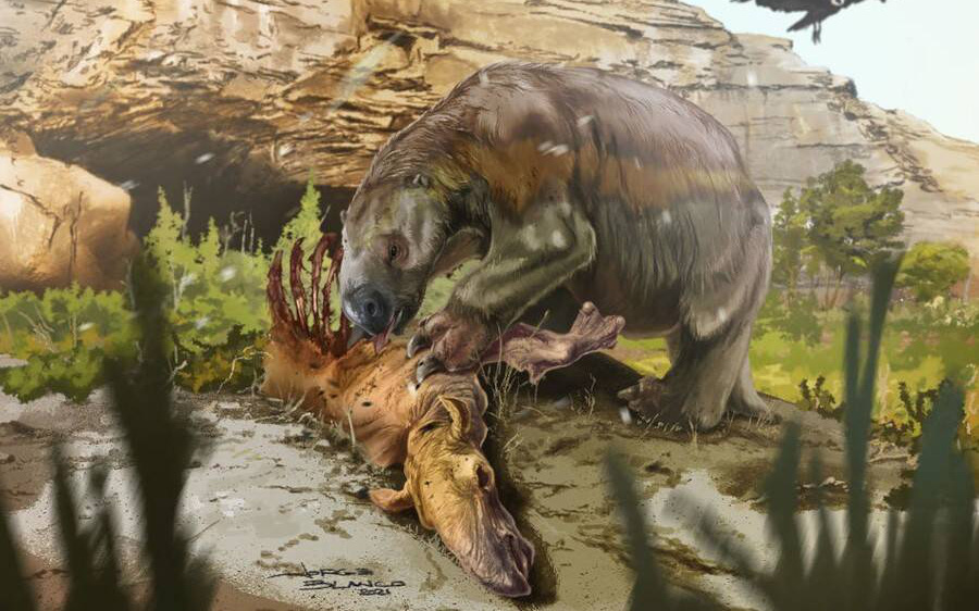 Phát hiện bằng chứng trực tiếp đầu tiên về việc loài lười khổng lồ cổ đại không phải là động vật ăn chay