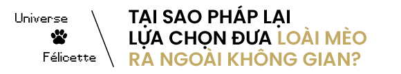 Mèo cũng đã từng vào không gian, và tên "cô bé" là Félicette - Ảnh 2.