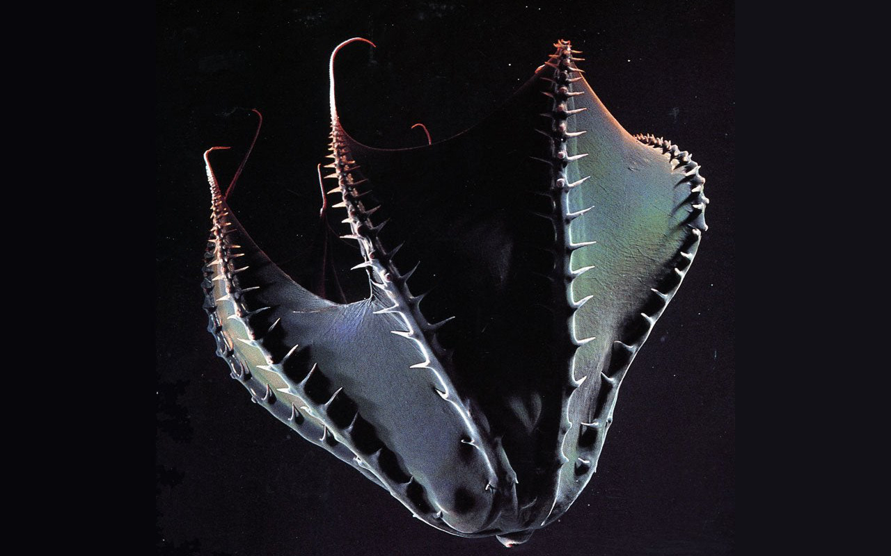 Vampyroteuthis infernalis: Loài &quot;ma cà rồng&quot; dưới đáy biển sâu