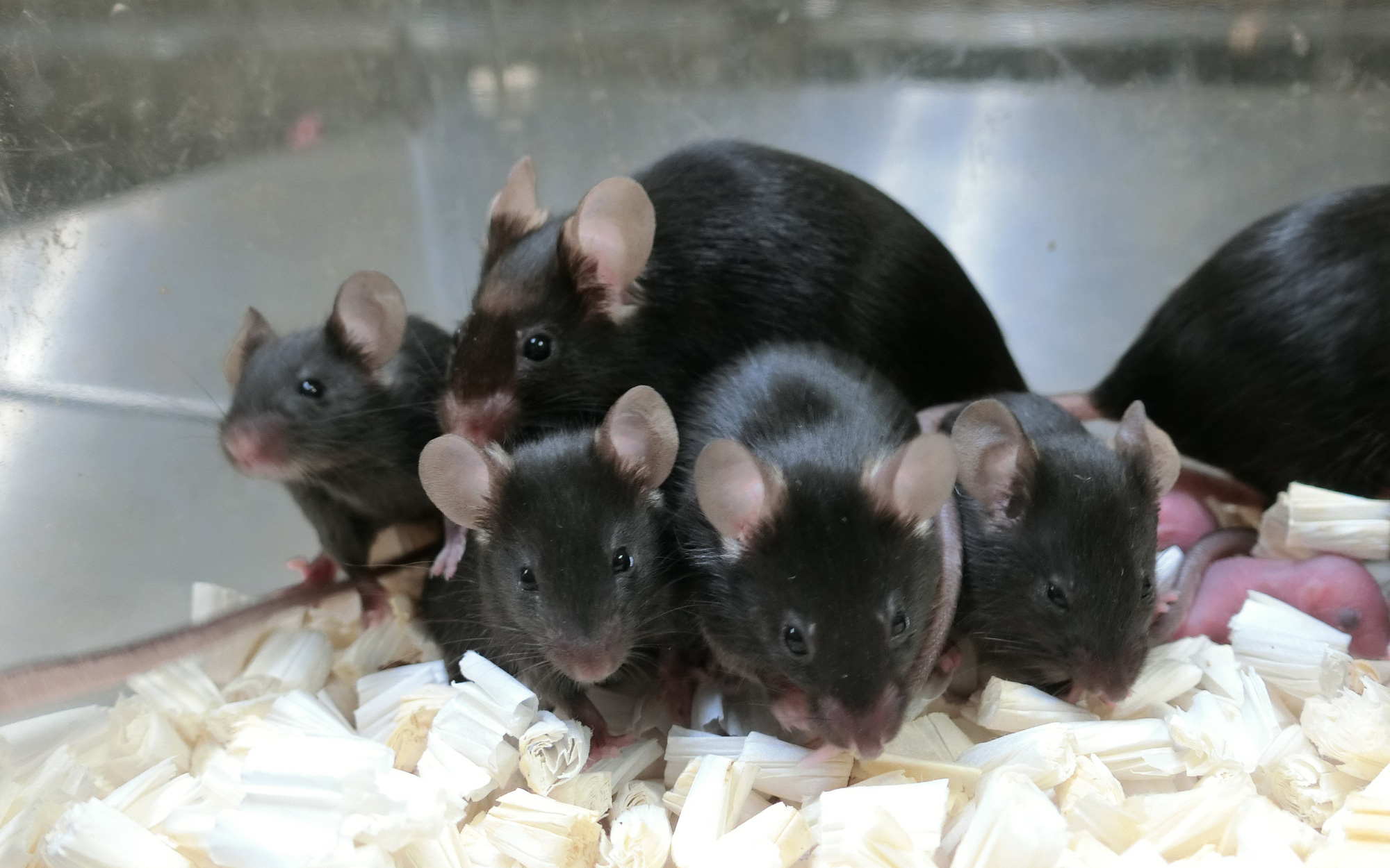 Sau gần sáu năm trên trạm vũ trụ, tinh trùng chuột đông lạnh tạo ra những chú chuột con khỏe mạnh