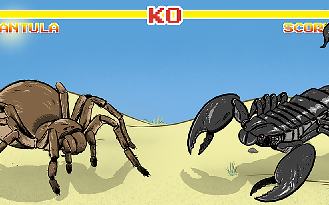 Bọ cạp đối đầu nhện tarantula, kẻ nào sẽ chiến thắng? Các nhà khoa học đã có câu trả lời