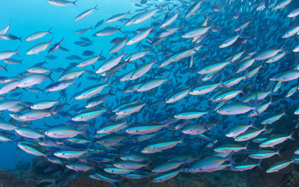 Biến đổi khí hậu, nước biển ấm lên lên là "đòn đúp" giáng xuống sự sống còn của loài cá, có thể ảnh hưởng tới hiện trạng an ninh lương thực toàn cầu