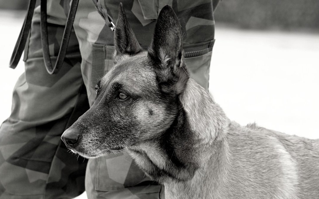American Humane: Những con chó phục vụ bị quân đội Mỹ bỏ lại ở Afghanistan sẽ phải chịu số phận &quot;tệ hơn cái chết&quot;