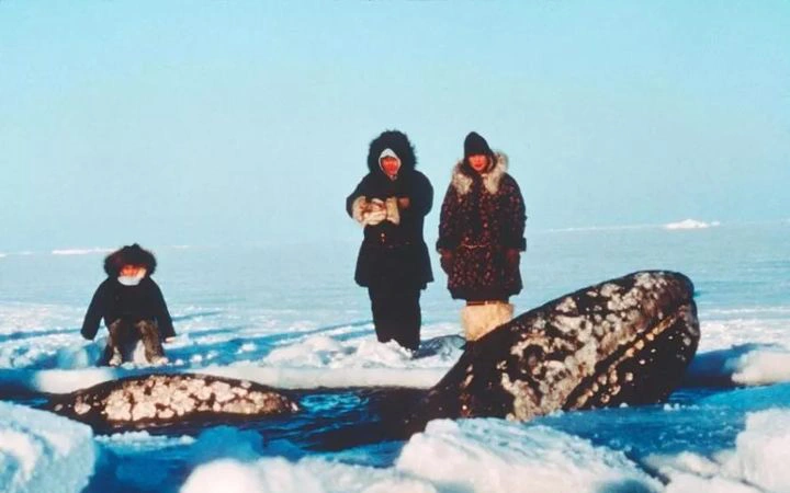 Vì ba con cá voi xám, Liên Xô và Mỹ đã bắt tay hợp tác ngay trong thời kỳ Chiến tranh Lạnh