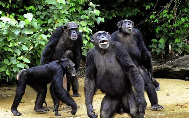 Rise of the Apes phiên bản thực tế: Bạn sẽ bị &quot;ăn tươi nuốt sống&quot; khi dám đến gần lãnh thổ của chúng!