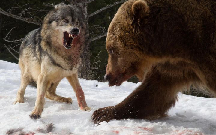 Các nhà khoa học lần đầu ghi nhận cảnh tượng chó sói &quot;dàn cảnh&quot; để bắt gấu nâu
