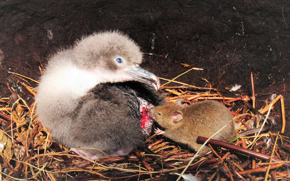 Bị con người bỏ lại trên đảo hoang 200 năm, những con chuột nhà đã tiến hóa thành một loài ăn thịt khát máu