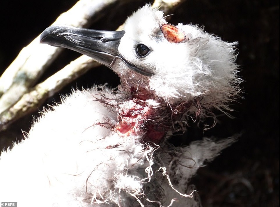 21900580-7763281-A_Tristan_Albatross_chick_does_not_know_how_to_defend_itself_aga-a-28_1575628934111.jpg