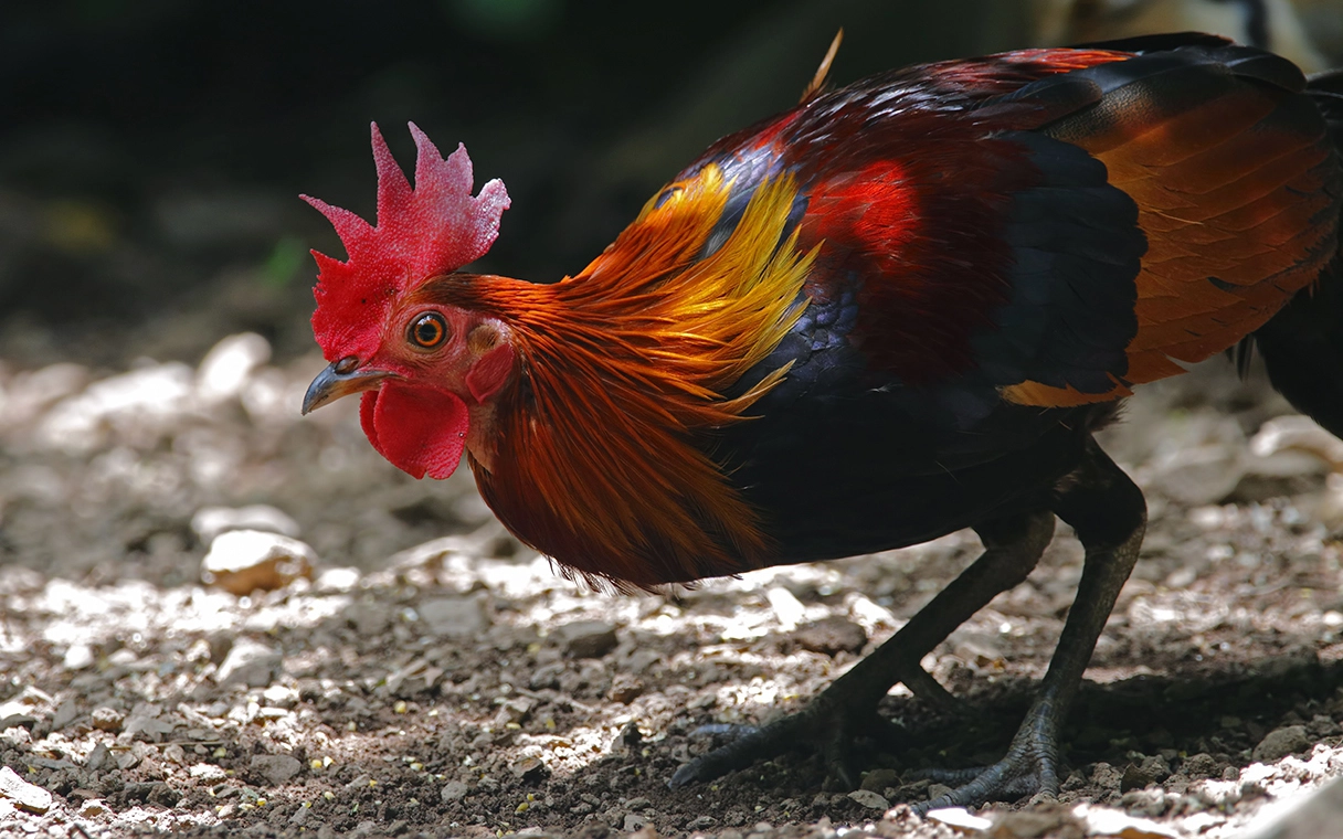 Nghiên cứu mới cho thấy gà rừng đã được thuần hóa từ những vựa lúa vùng Đông Nam Á