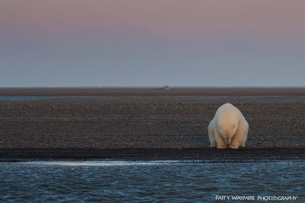 Khi Bắc Cực không còn băng: Đây sẽ là số phận của những con gấu trắng cuối cùng - Ảnh 4.