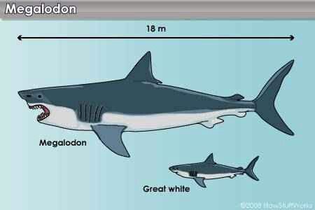 Cá mập trắng có thể đã góp phần đẩy siêu cá mập Megalodon đến diệt vong - Ảnh 3. Cá mập trắng có thể đã góp phần đẩy siêu cá mập Megalodon đến diệt vong - Ảnh 3.