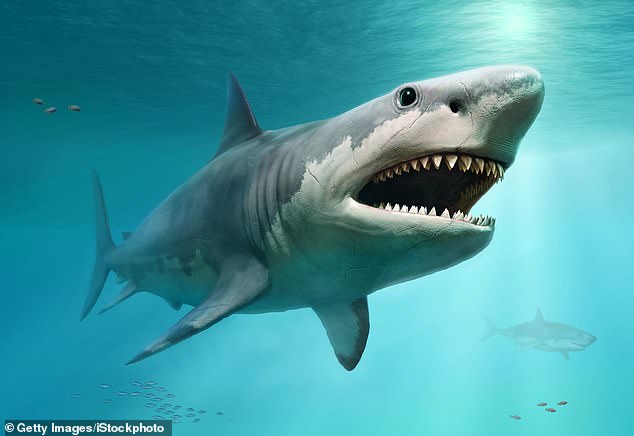 Cá mập trắng có thể đã góp phần đẩy siêu cá mập Megalodon đến diệt vong - Ảnh 1. Cá mập trắng có thể đã góp phần đẩy siêu cá mập Megalodon đến diệt vong - Ảnh 1.